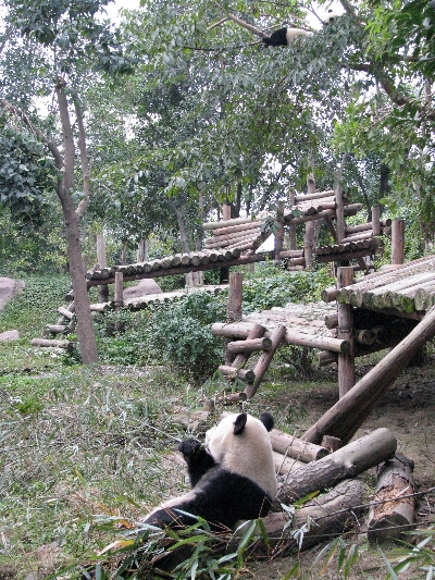 熊猫时间到了！Panda Time!