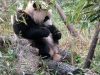 熊猫时间到了！Panda Time!
