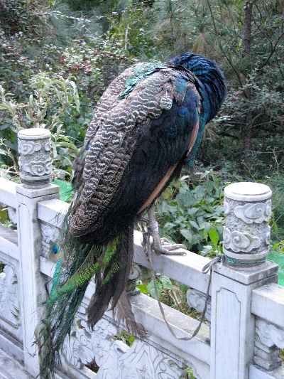 孔雀 Peacock