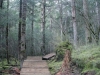 森林通道 Forest Trail