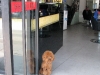 小狗！Dog!